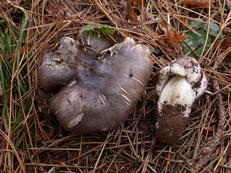 Escursione mirata   a Tricholoma portentosum